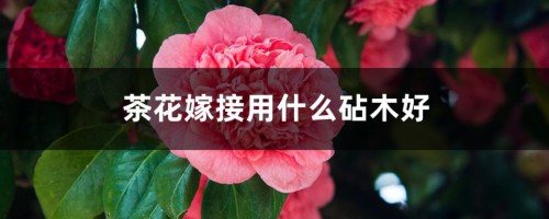 茶花嫁接用什么砧木好，茶花嫁接方法