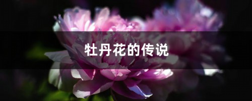 牡丹花的传说