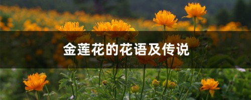 金莲花的花语及传说