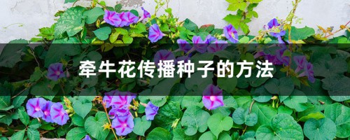 牵牛花靠什么传播种子