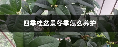 四季桂盆景冬季怎么养护