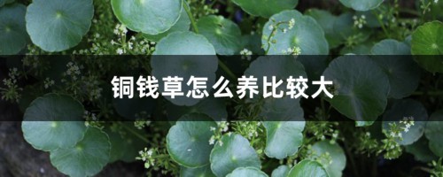 铜钱草怎么养比较大